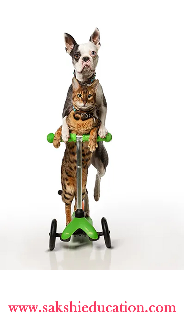 Fastest 5m on a scooter by a dog and cat (pair): Lollipop the dog and Sashimi the cat   (Canada)
